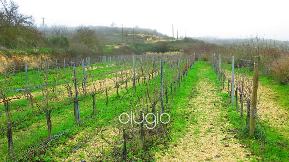 Agricultural Land For Sale  in  Pano Arodes