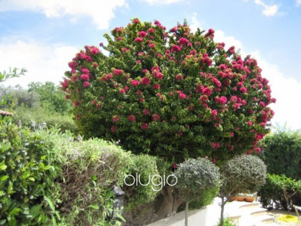 4 Bedroom Villa + 1 Bedroom Apartment  in Tala, Paphos